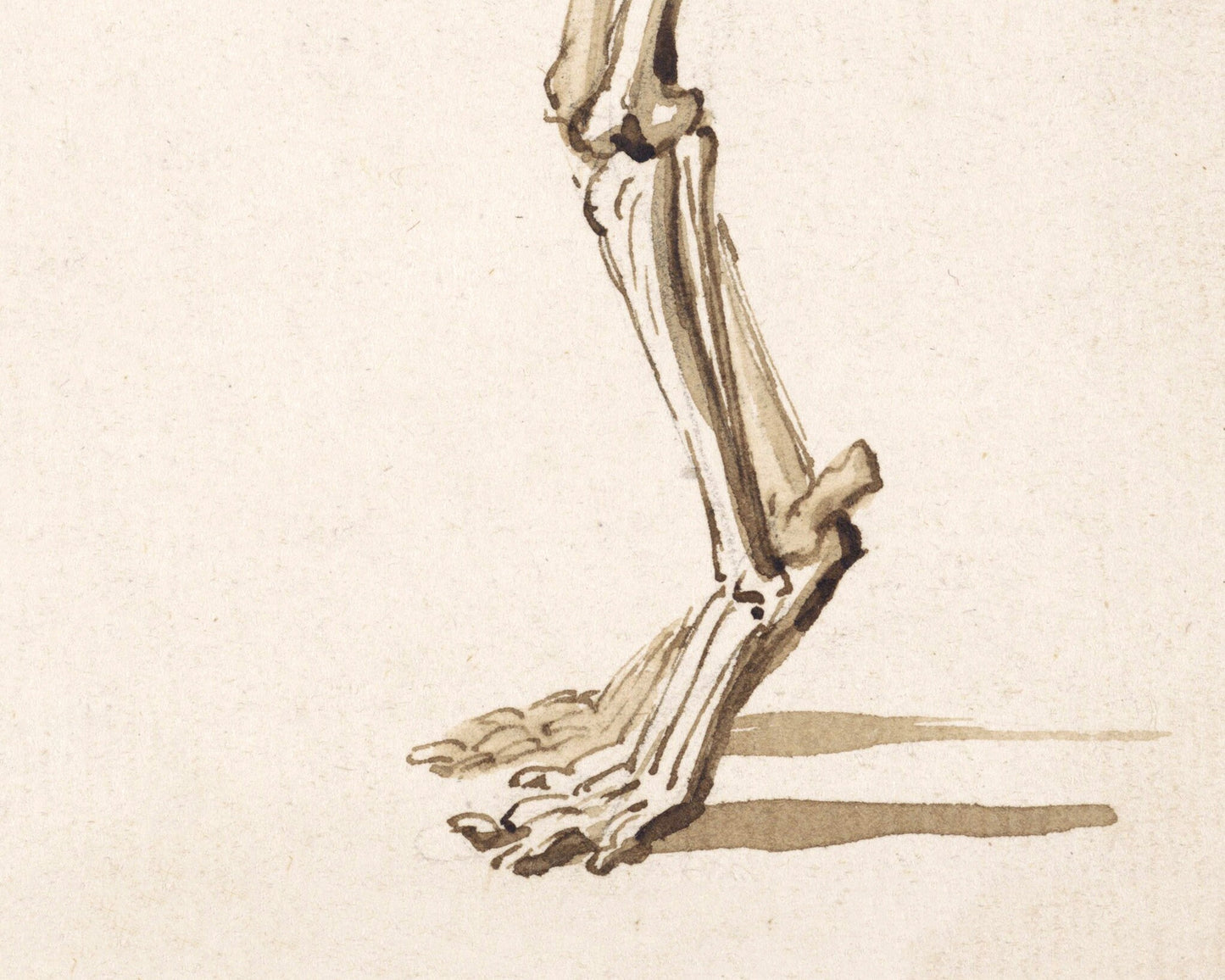 Side skeleton of a dog | 1818 | Light Academia aesthetic | Vintage canine anatomy print | Skeleton wall art | Veterinarian/doctor gift