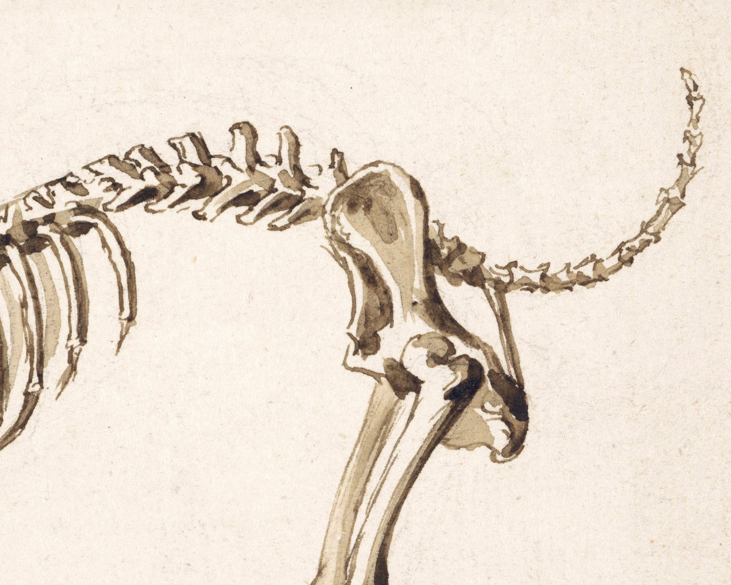 Side skeleton of a dog | 1818 | Light Academia aesthetic | Vintage canine anatomy print | Skeleton wall art | Veterinarian/doctor gift