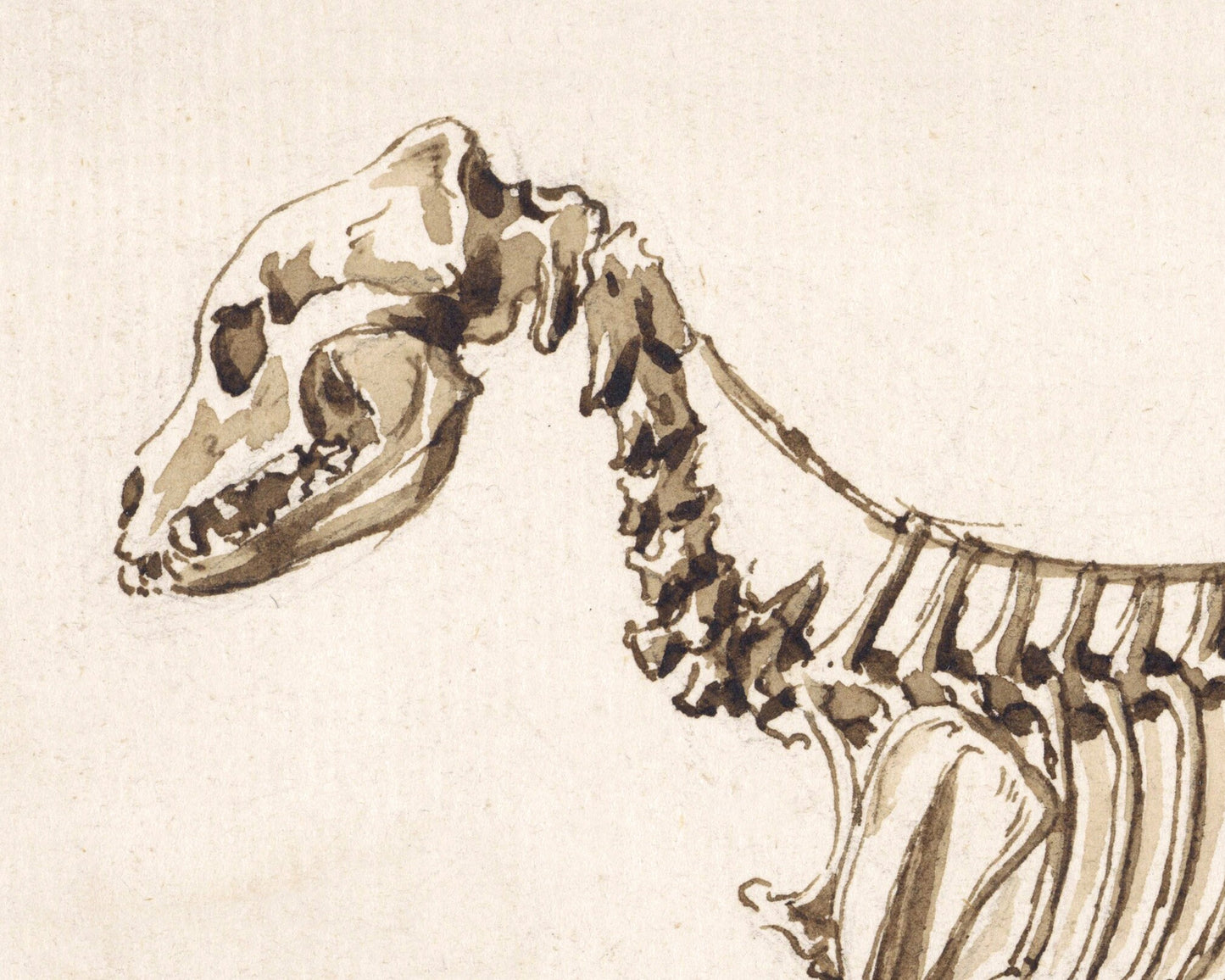 Side skeleton of a dog | 1818 | Light Academia aesthetic | Vintage canine anatomy print | Skeleton wall art | Veterinarian/doctor gift
