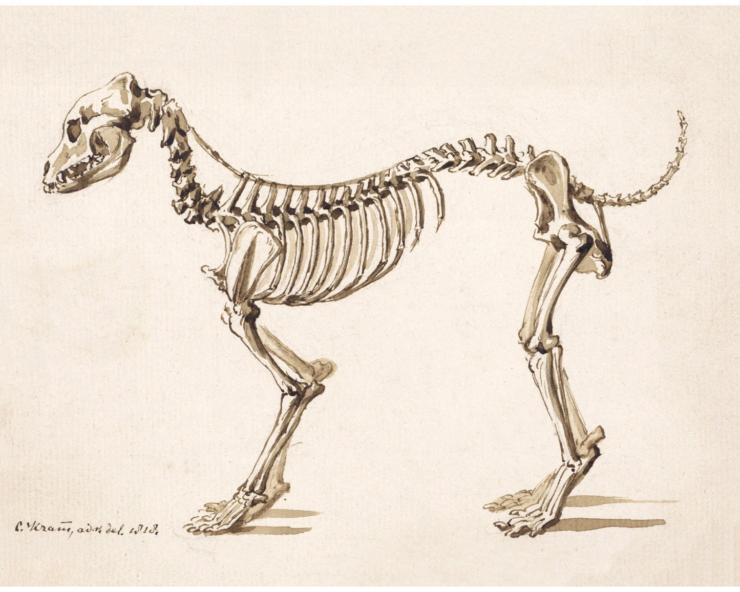 Side skeleton of a dog | 1818 | Light Academia aesthetic | Vintage canine anatomy print | Skeleton wall art | Veterinarian/doctor gift
