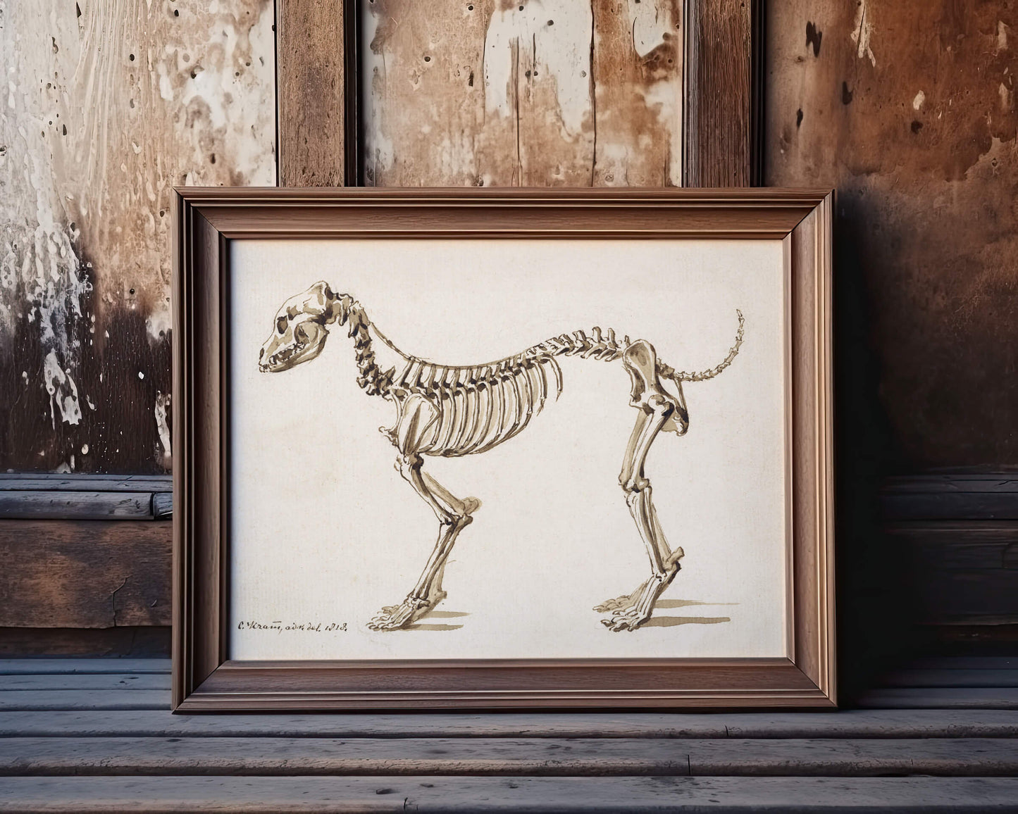 Side skeleton of a dog | 1818 | Light Academia aesthetic | Vintage canine anatomy print | Skeleton wall art | Veterinarian/doctor gift