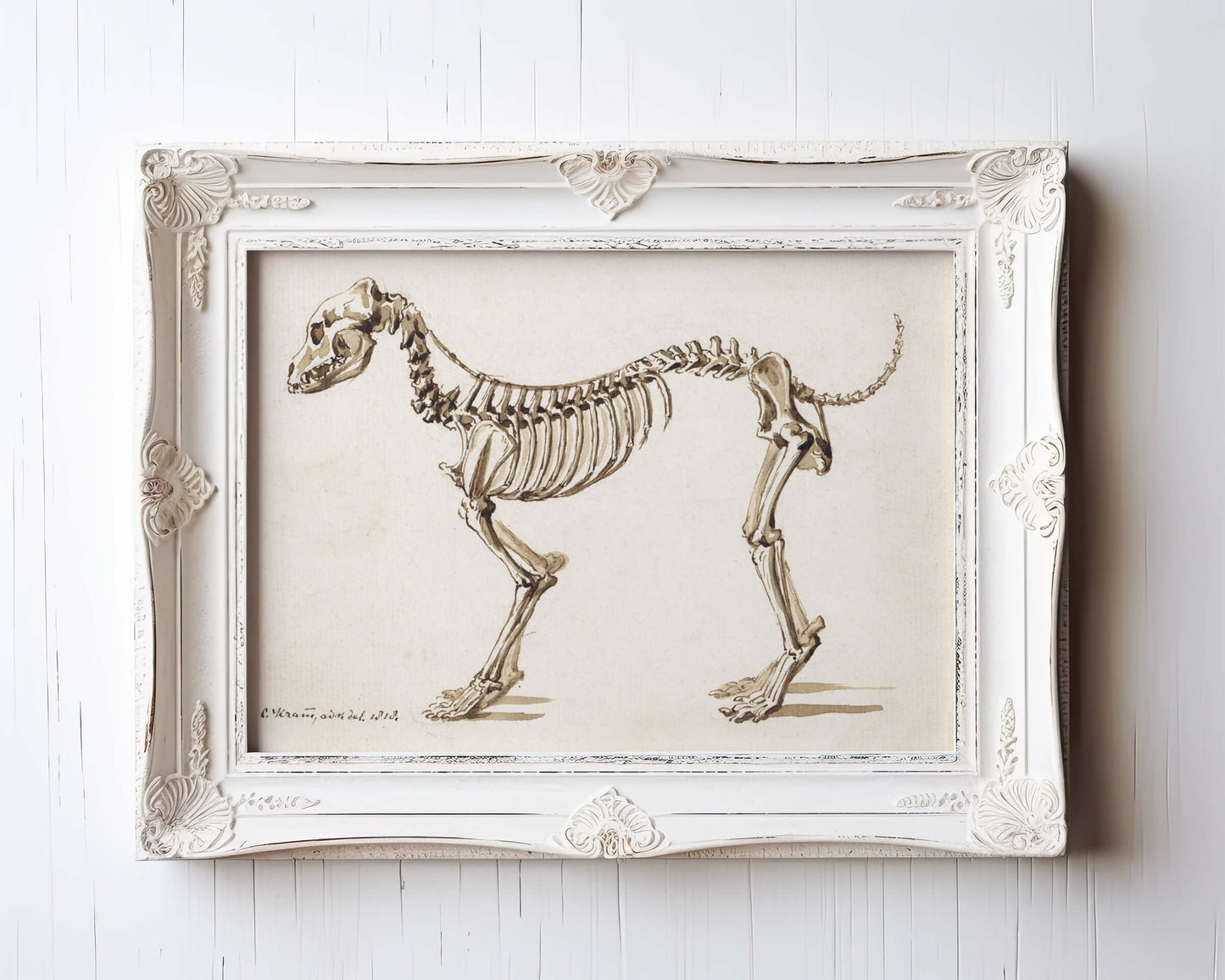 Side skeleton of a dog | 1818 | Light Academia aesthetic | Vintage canine anatomy print | Skeleton wall art | Veterinarian/doctor gift