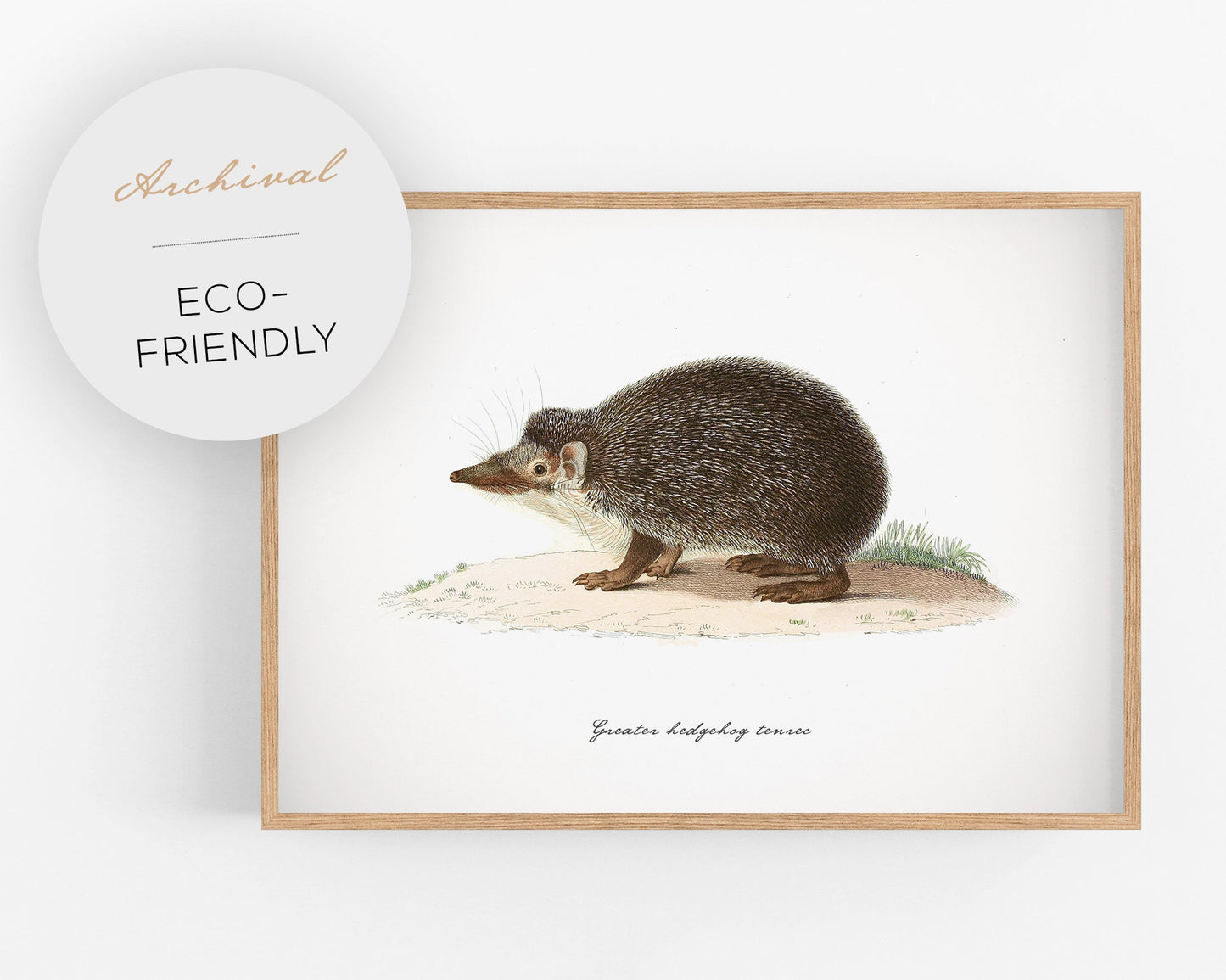 Greater Hedgehog Tenrec | 19th Century