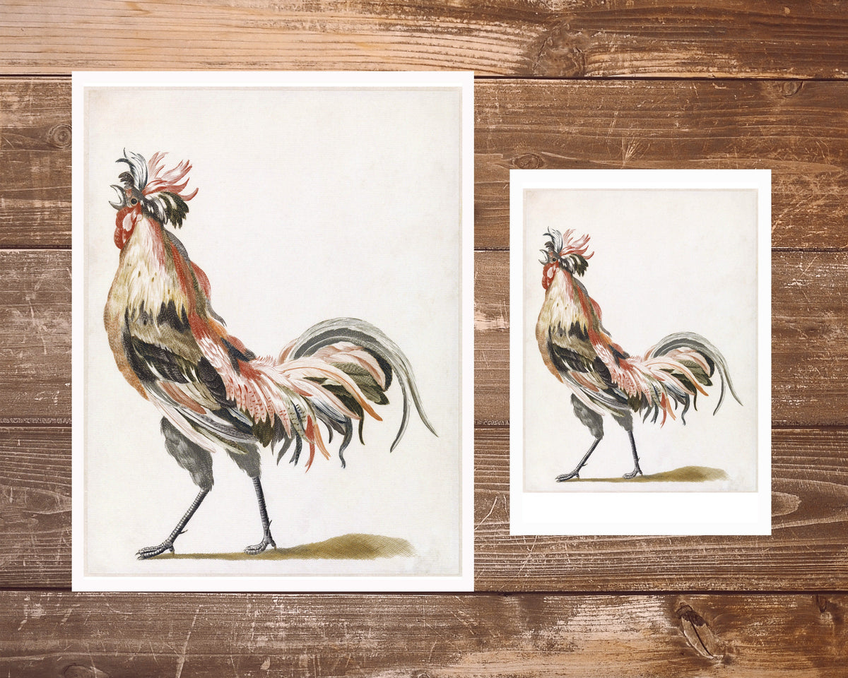 Crowing Rooster | 17th Century