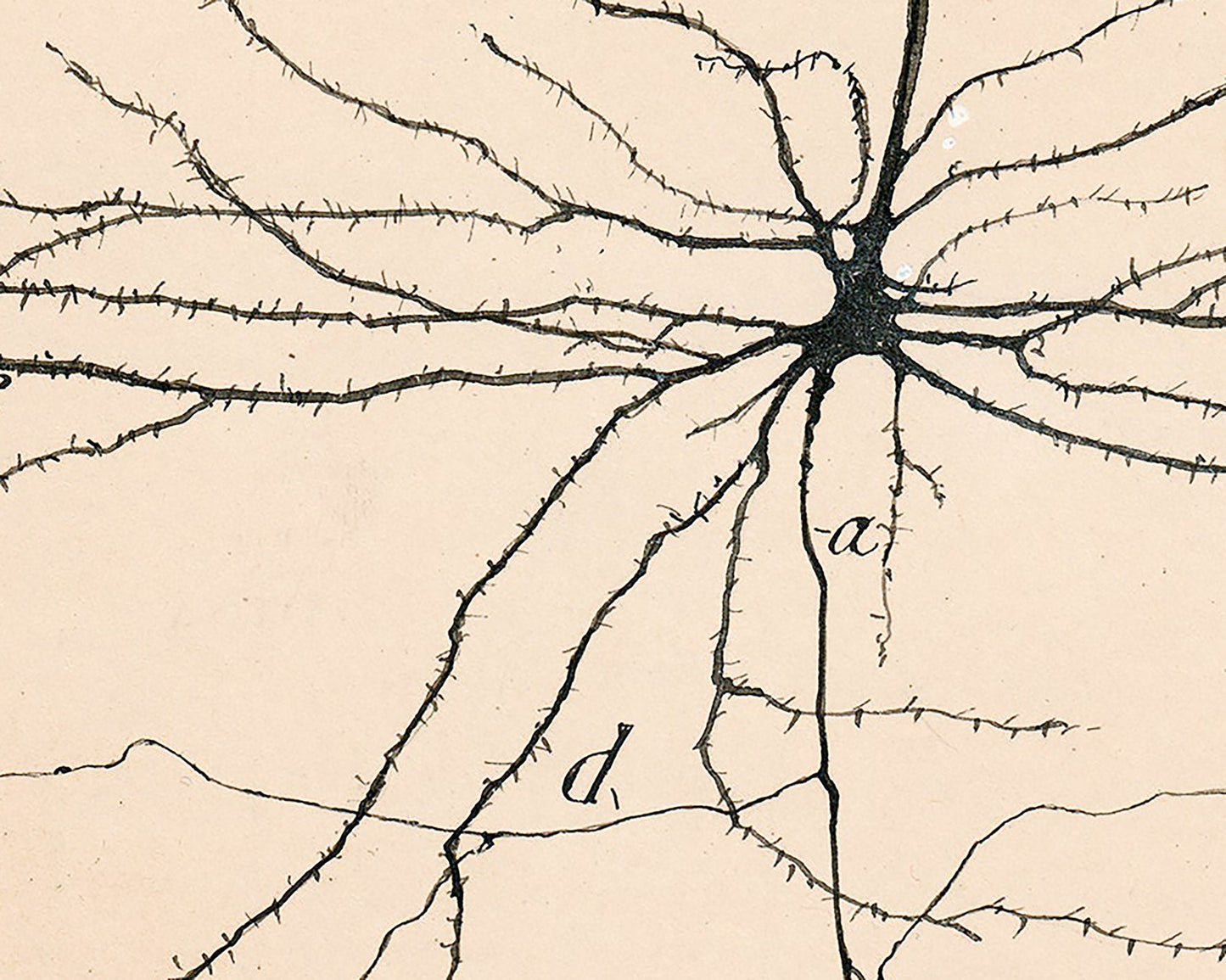 Pyramida Neuron | 1904