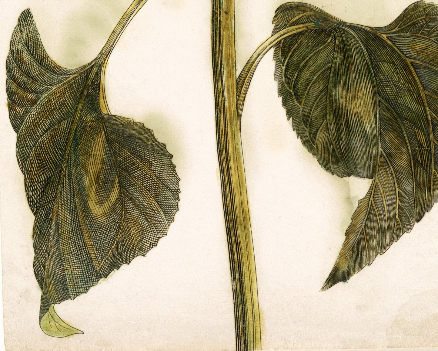 Sunflower | 1688