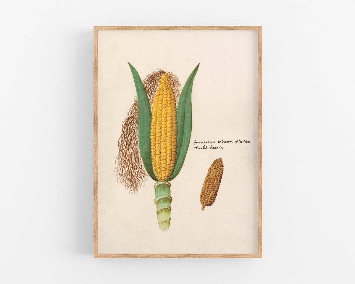 Maize | 16th Century