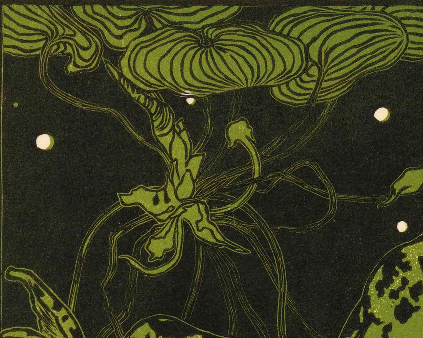 Swimming Frog | 19th Century