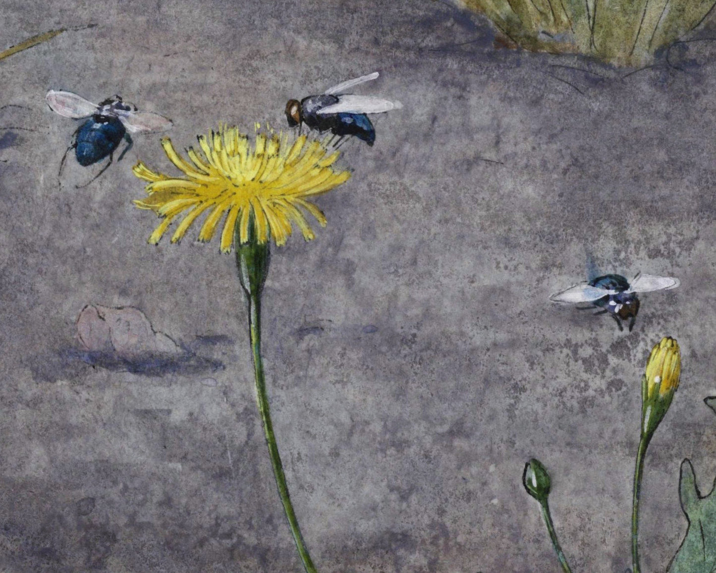 Frog by Dandelion | 19th Century