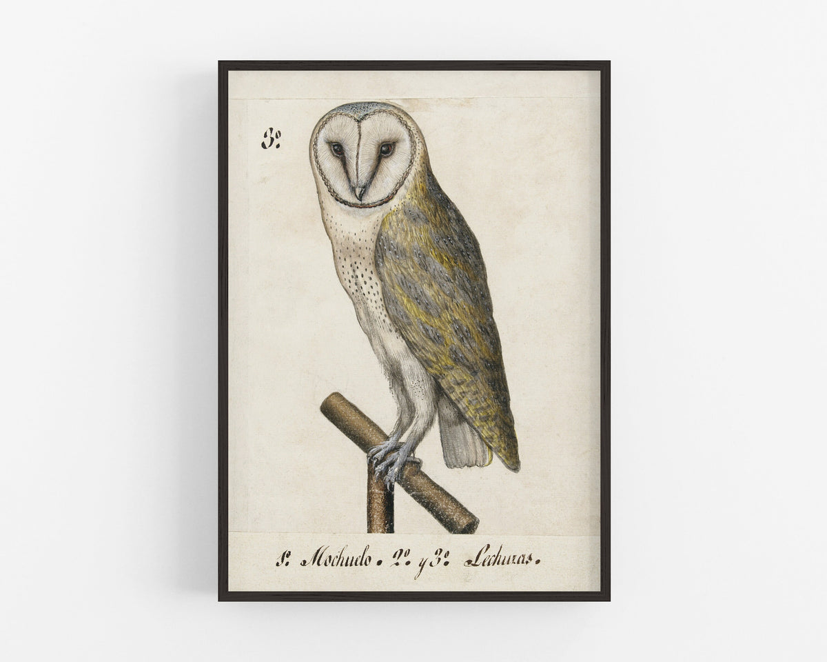 Barn Owl | 1560