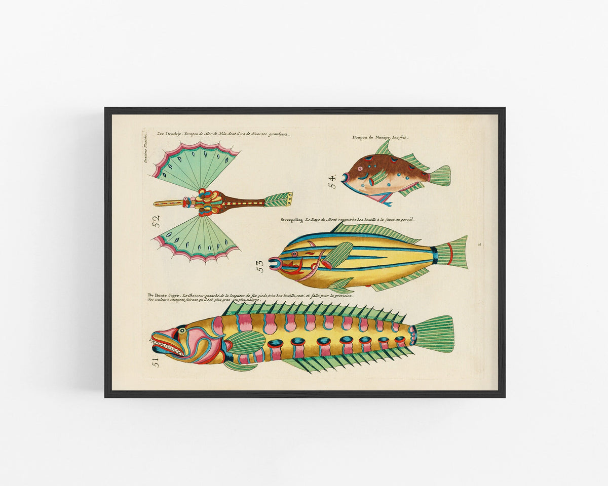 Teal Fish from Moluccan Islands | 1754
