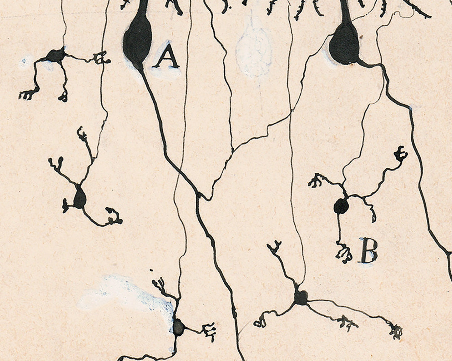 Purkinje Cells and Granule Cells from a Pigeon Cerebellum | 1899