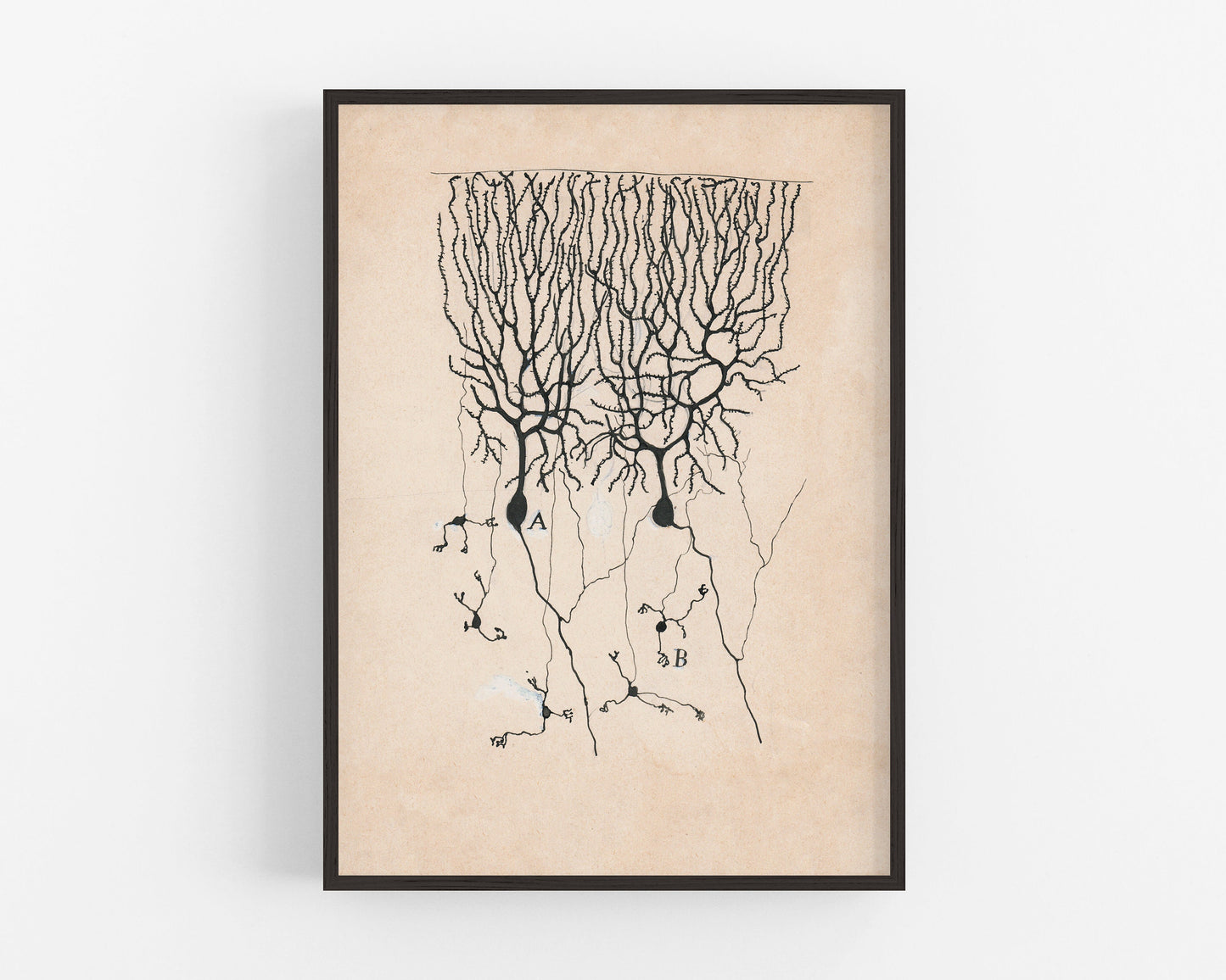 Purkinje Cells and Granule Cells from a Pigeon Cerebellum | 1899