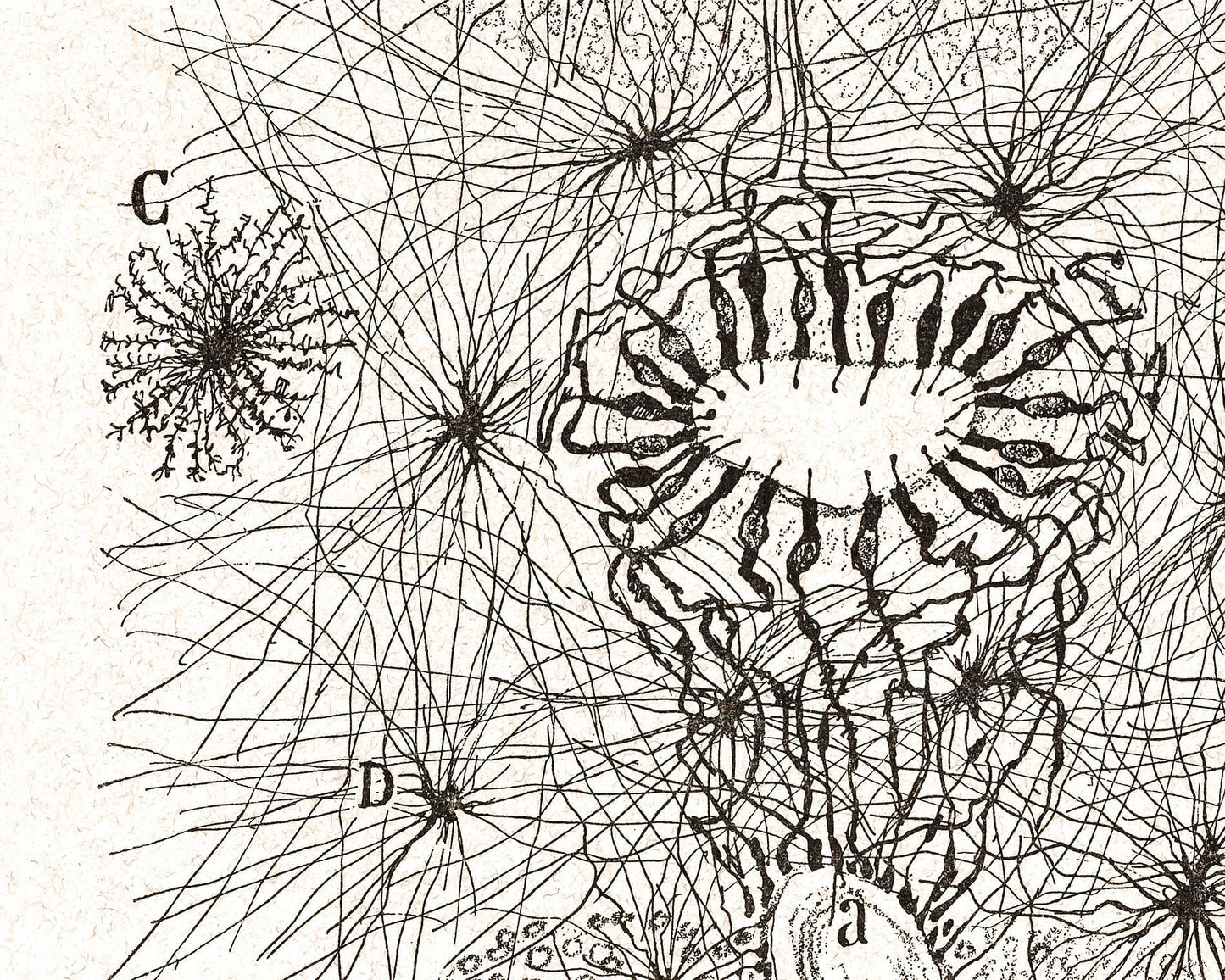 Diagram of a Cell | 1899