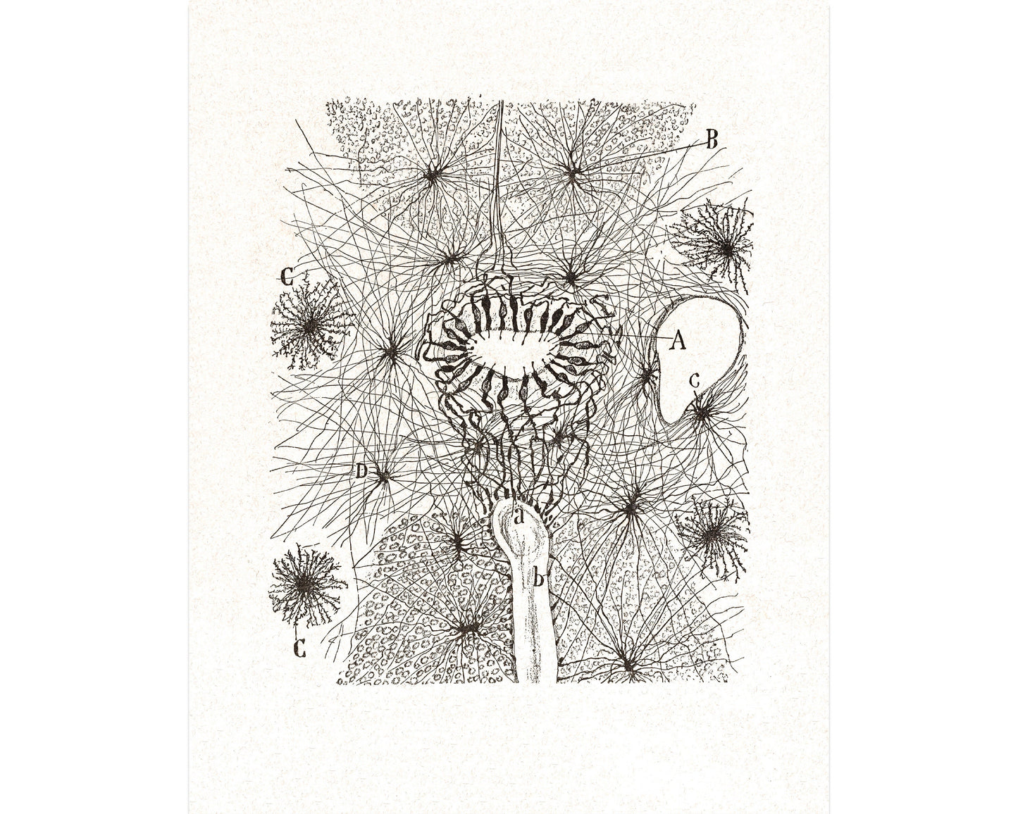 Diagram of a Cell | 1899