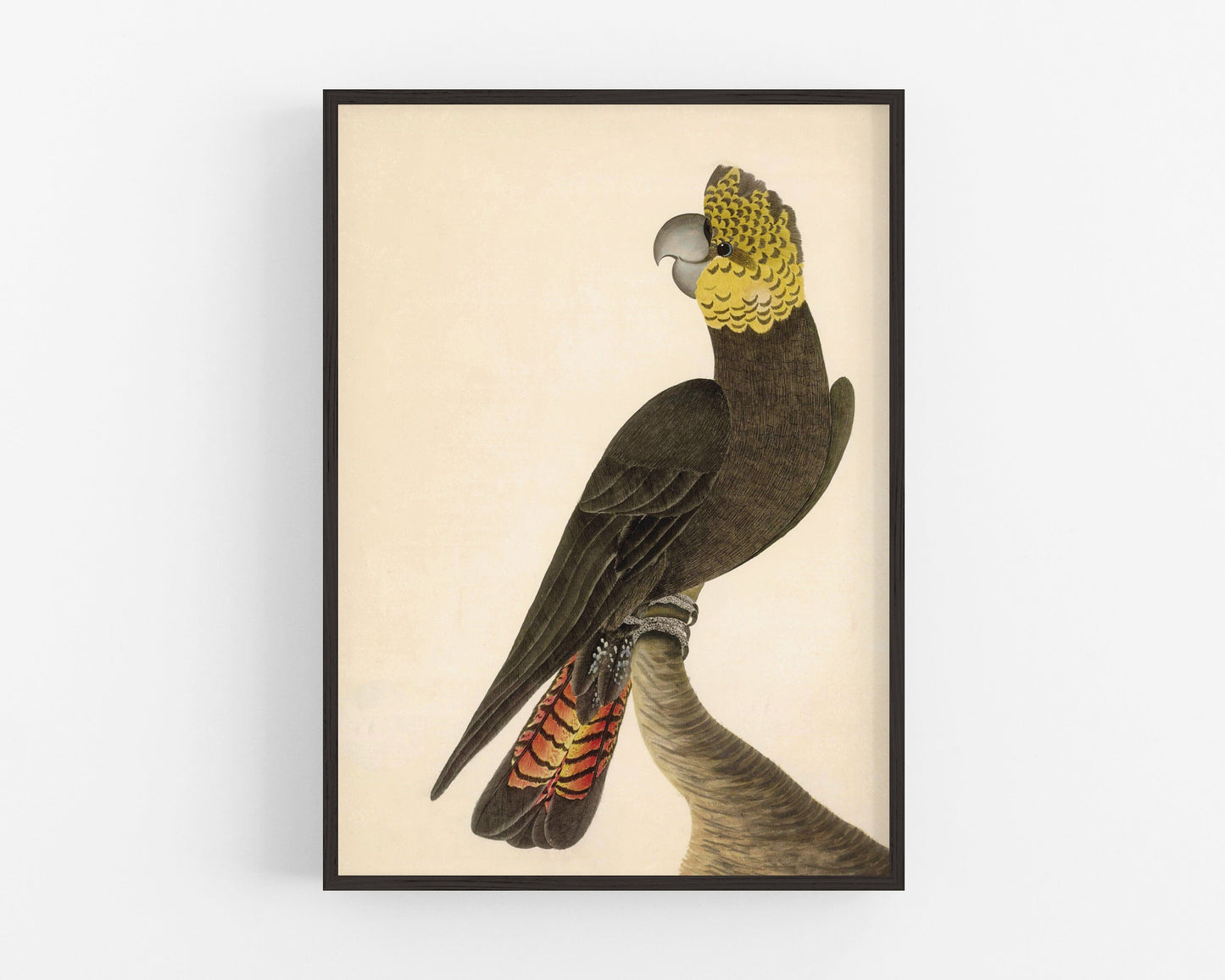 Glossy Black Cockatoo | 1787