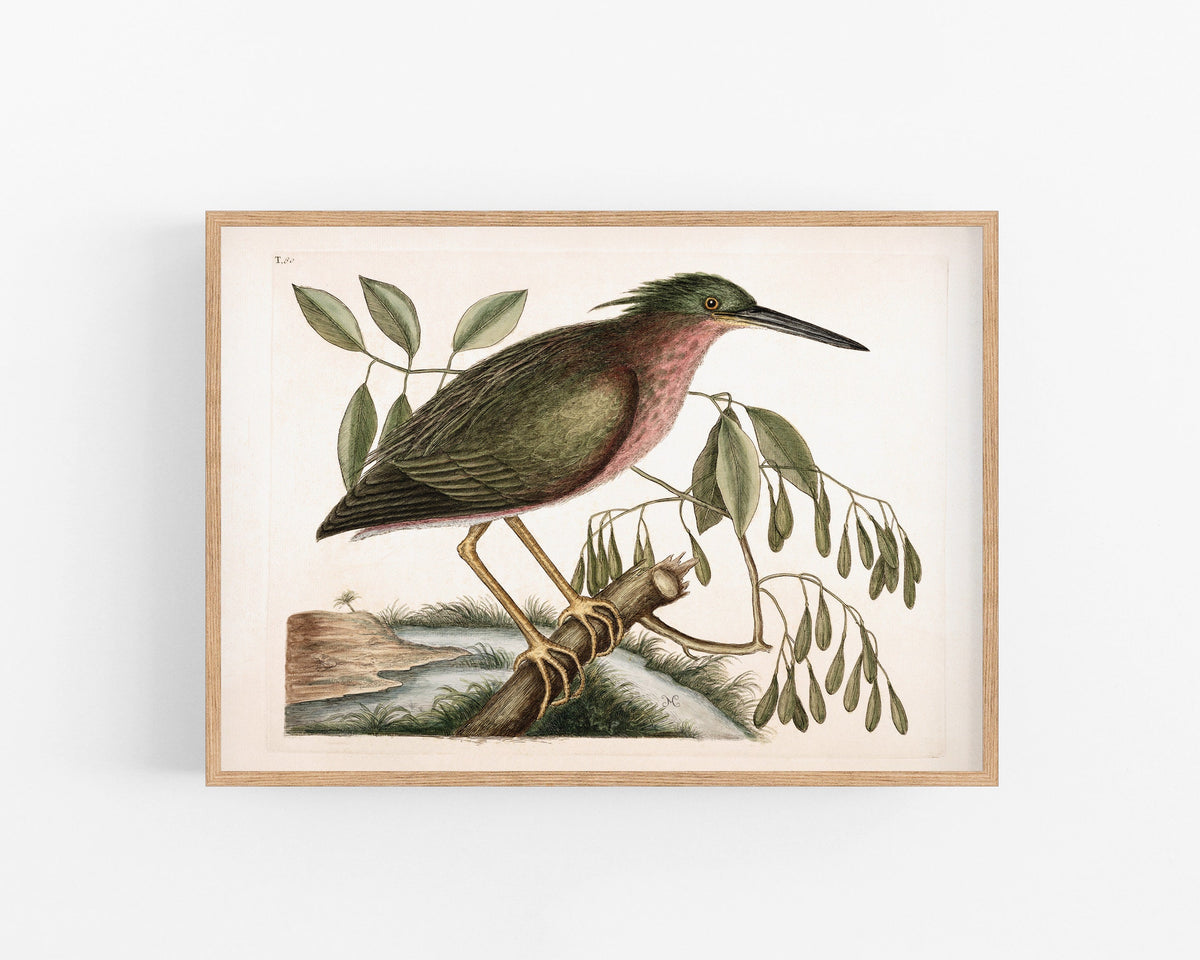 Eurasian Bittern | 18th Century
