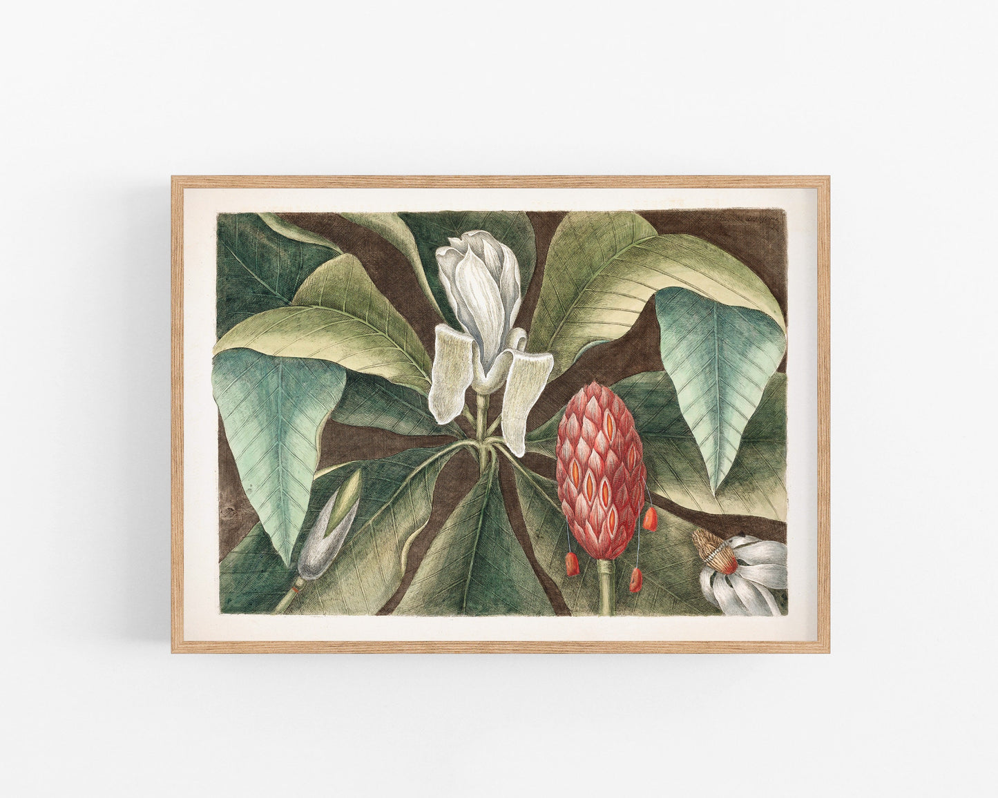 The Magnolia Laurel tree of Carolina | 18th Century