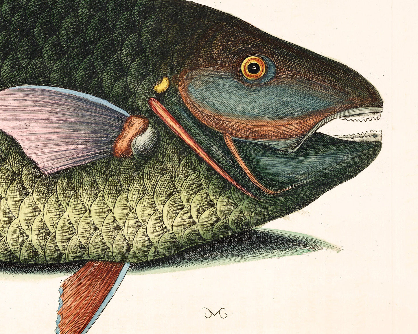 Parrot Fish | 18th Century
