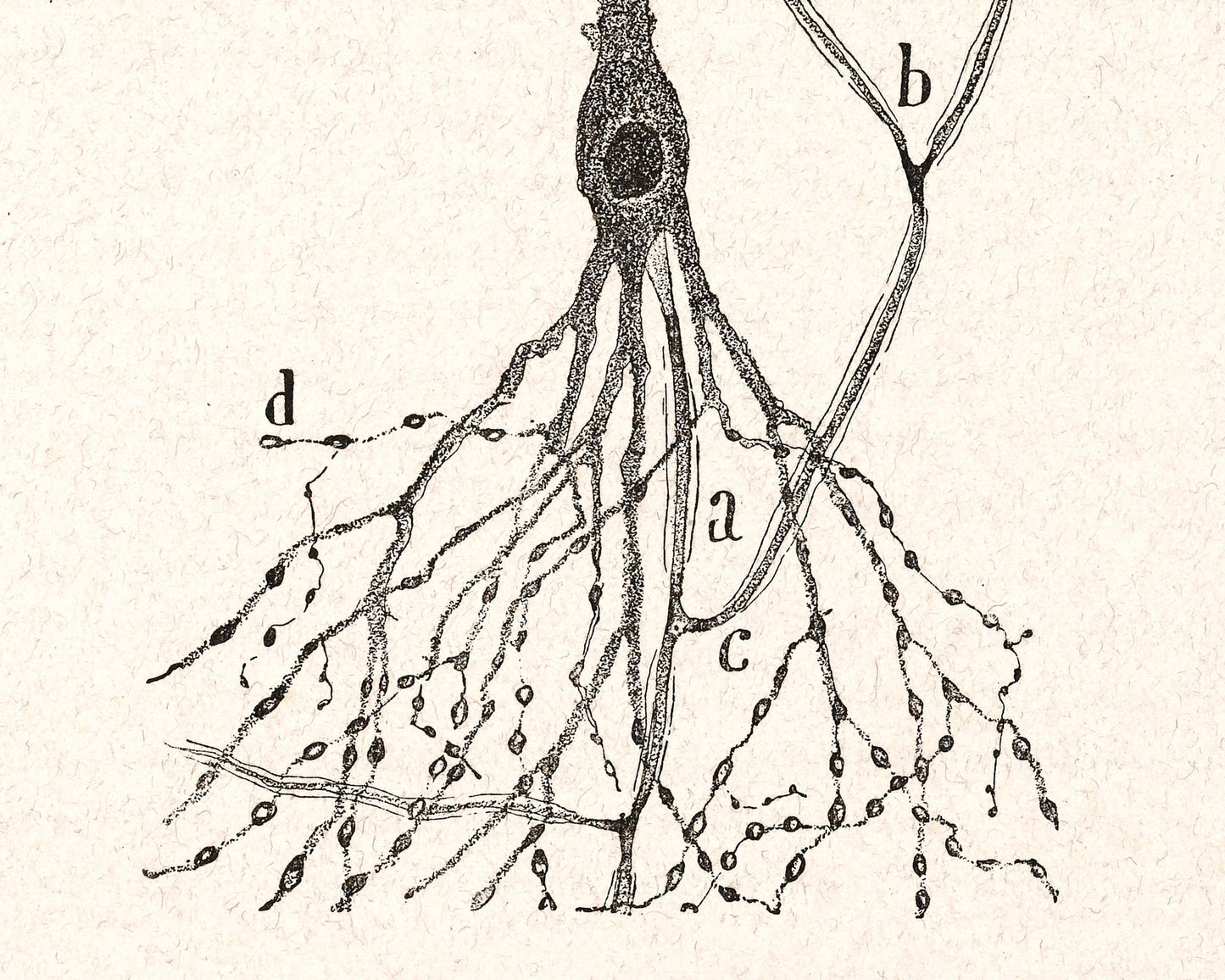 Cell of a Rabbit | 1913