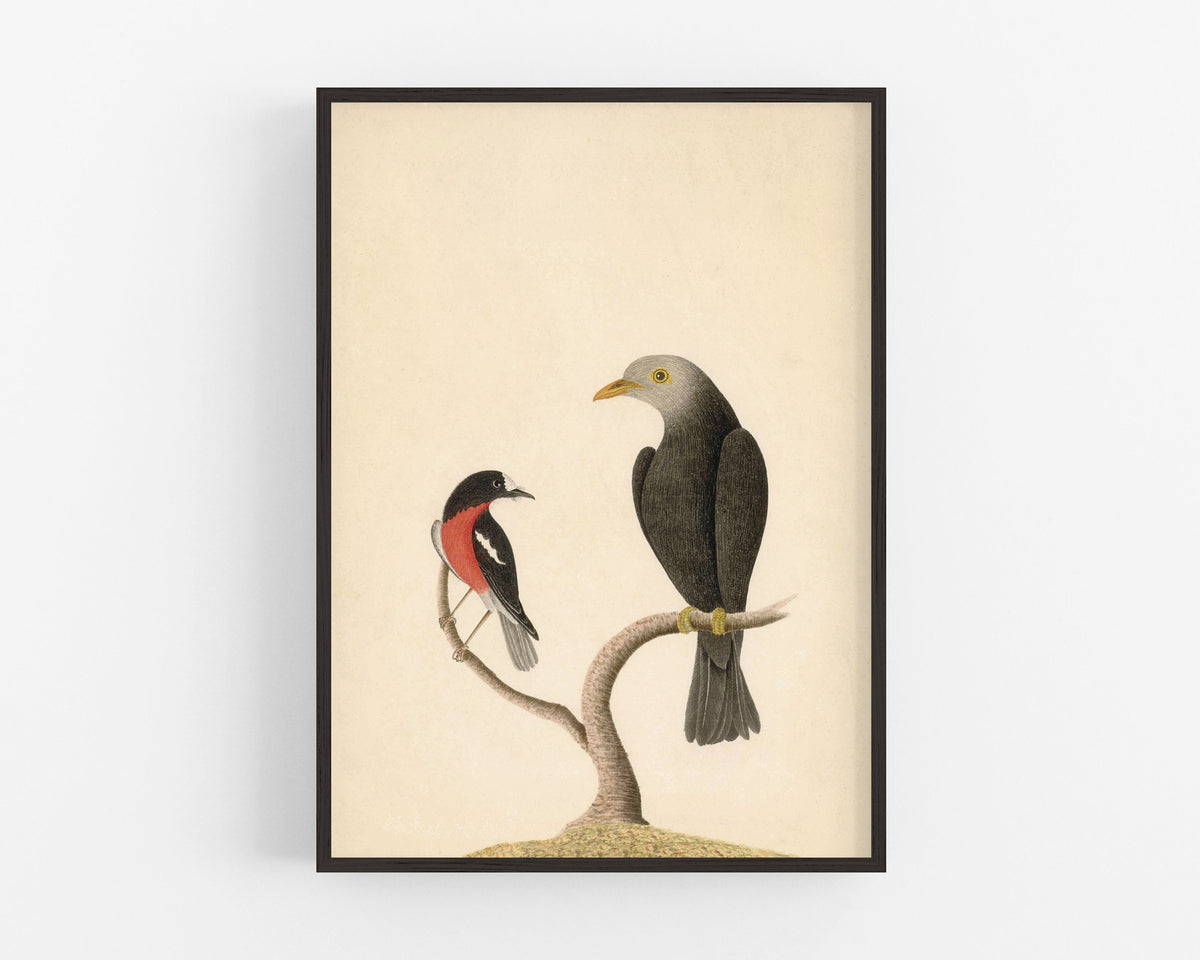 Scarlet Robin and Grey Headed Blackbird | 1787