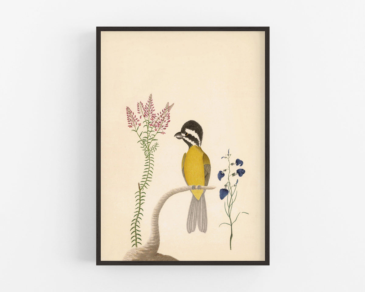 Eastern Shriketit and Pyramid Flower | 1787