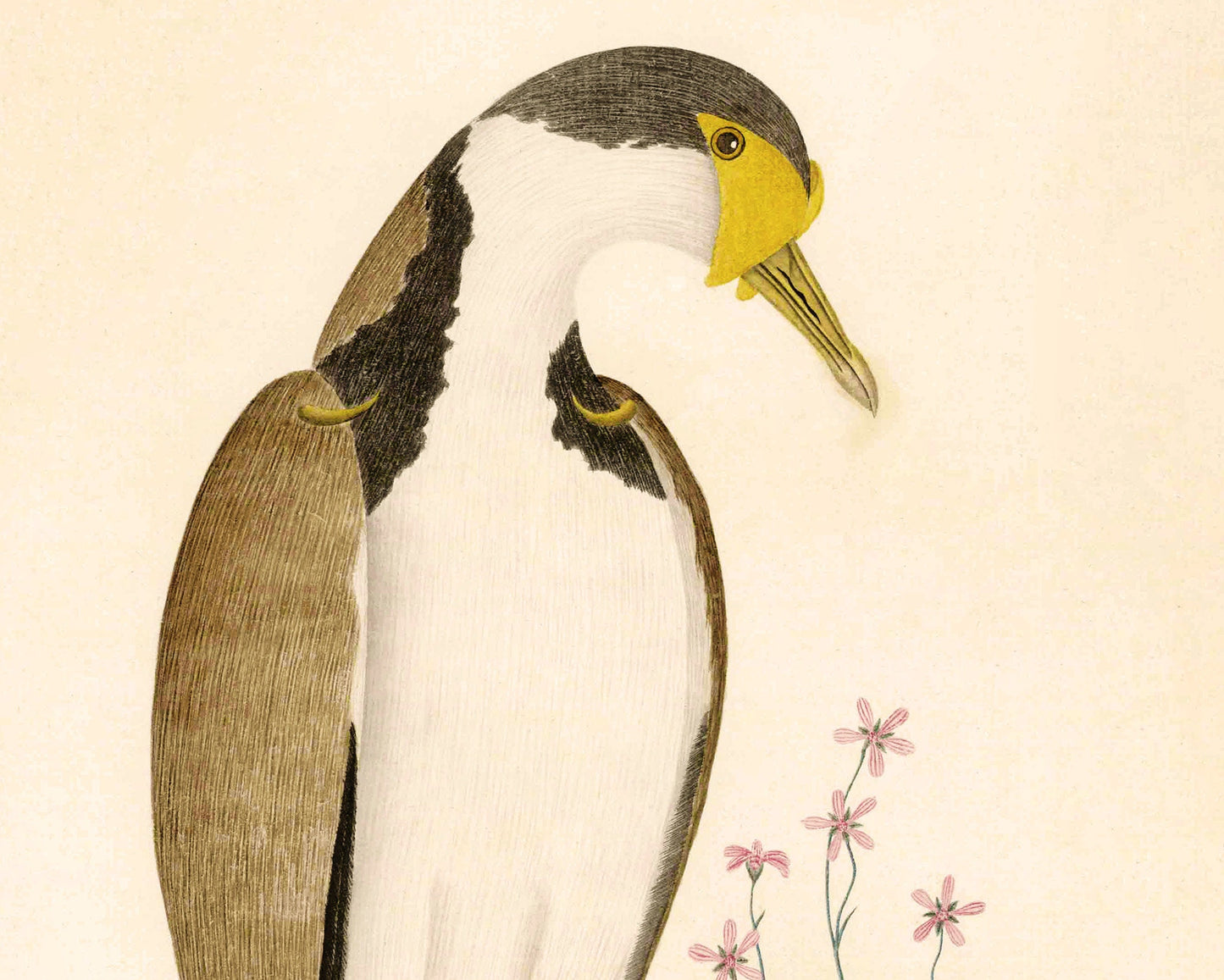 Sparrow Hawk | 1787