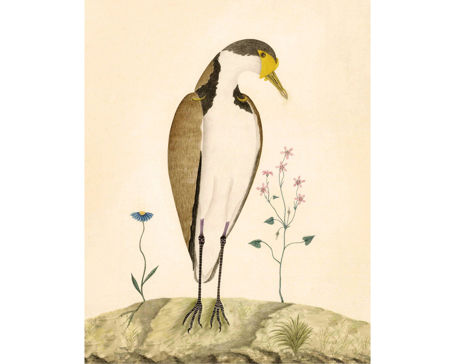 Sparrow Hawk | 1787