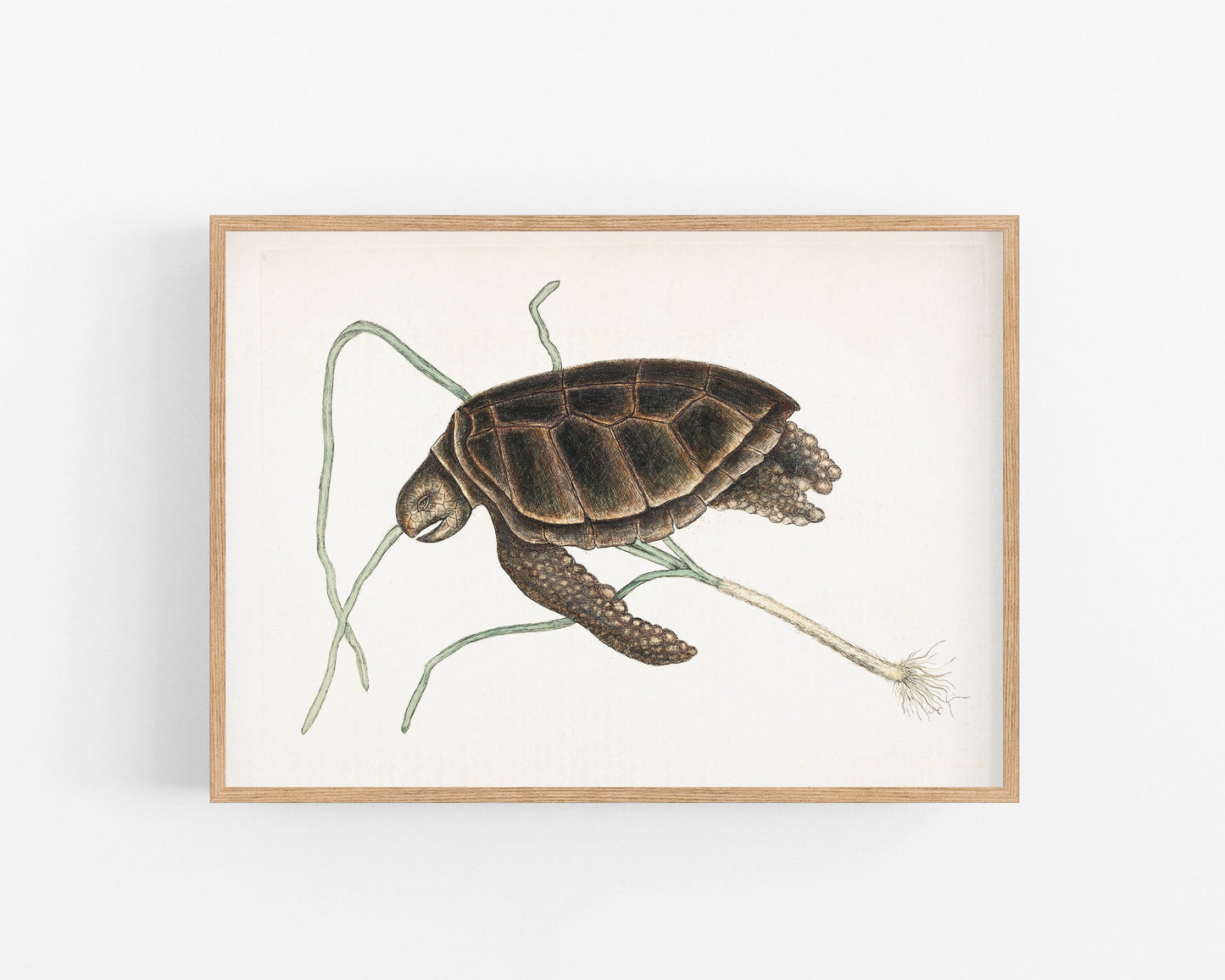 Turtle | 18th Century