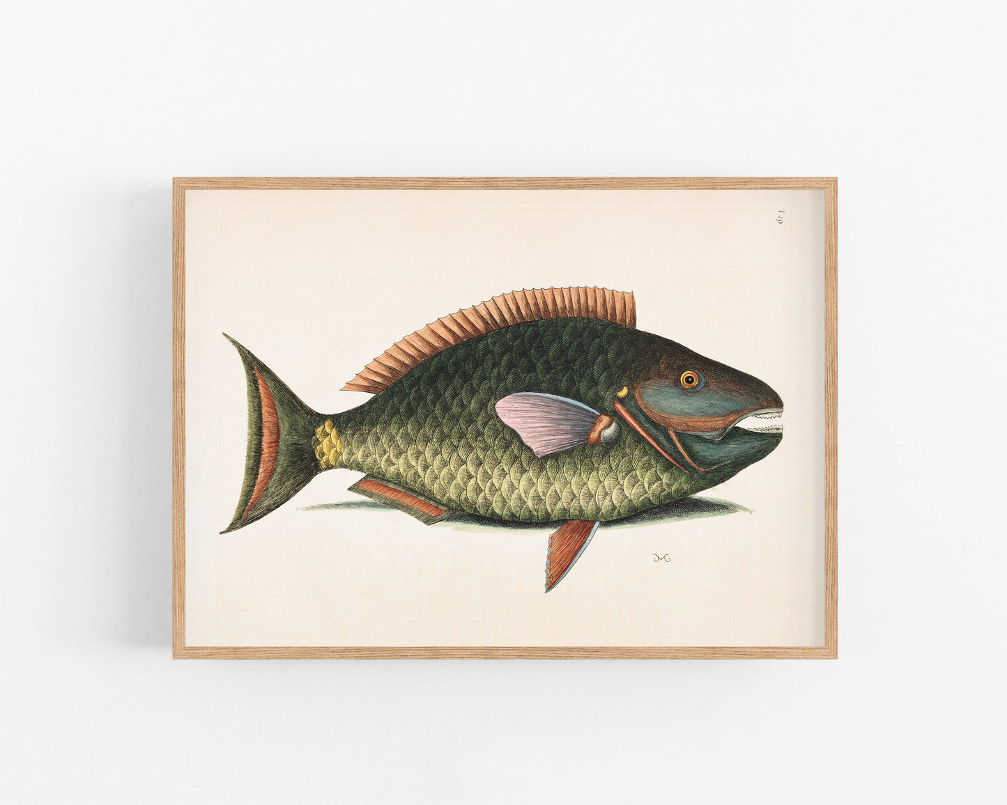 Parrot Fish | 18th Century