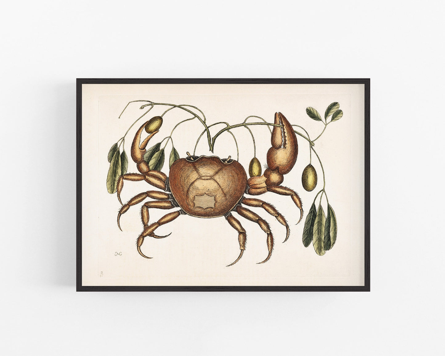 Crab and Tapia Plant | 18th Century