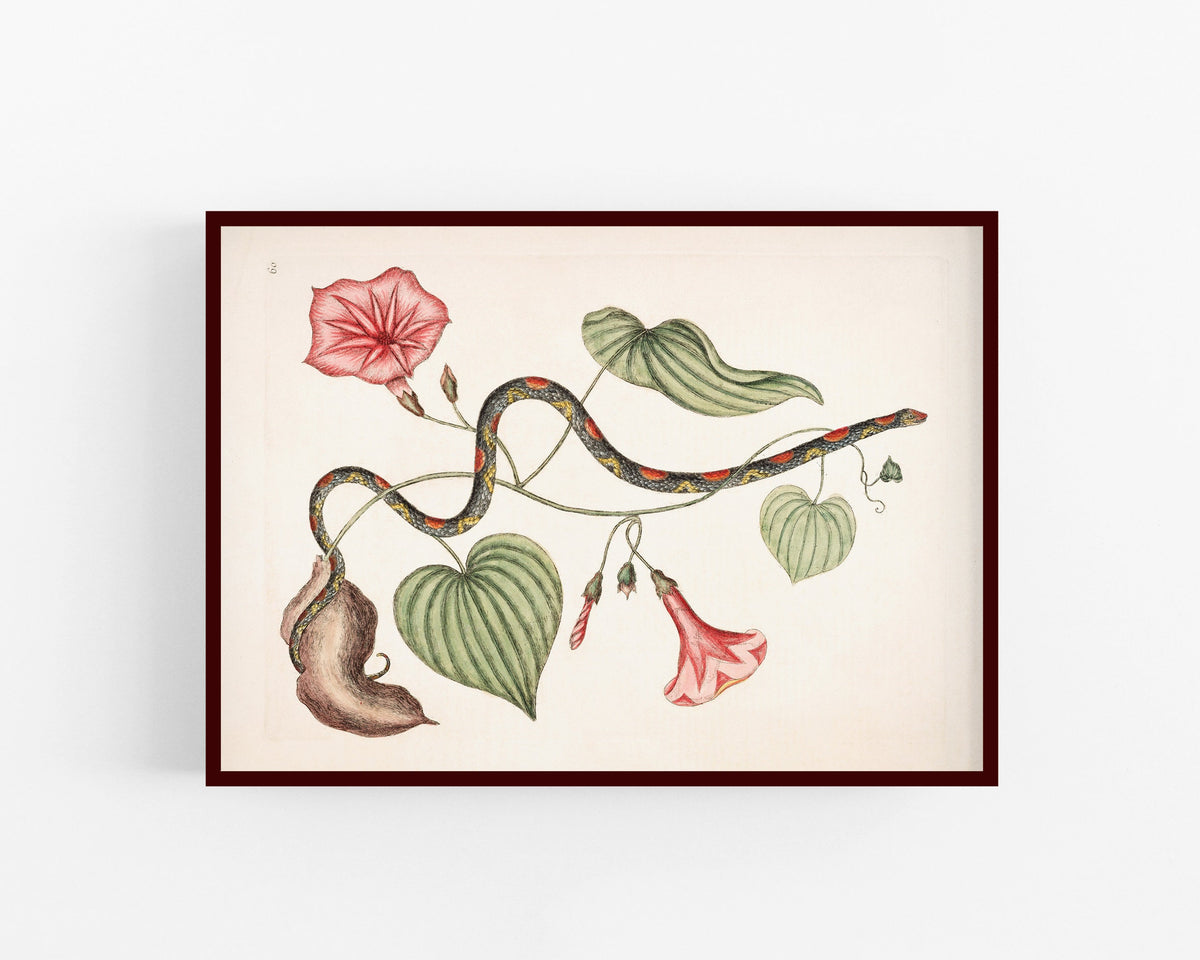 Bead Snake and Virginian Potato Plant | 18th Century