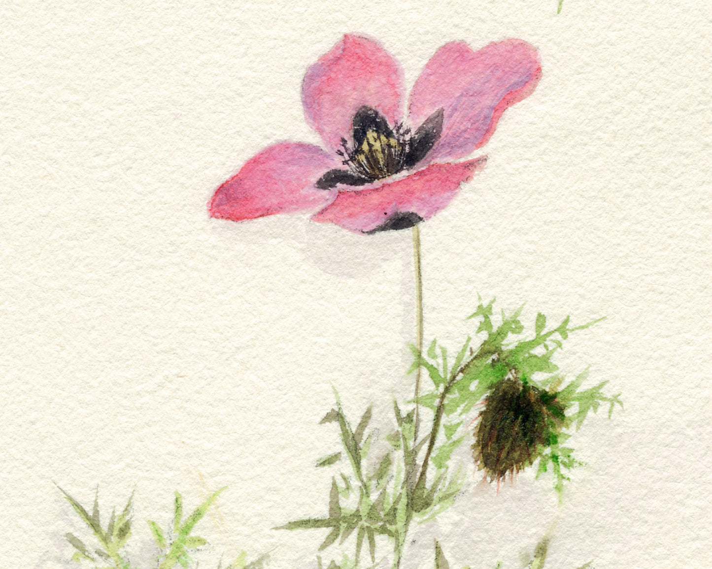 Tulip, Woodruff and Poppies | 1931
