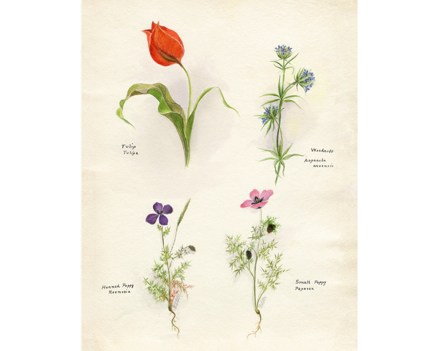 Tulip, Woodruff and Poppies | 1931