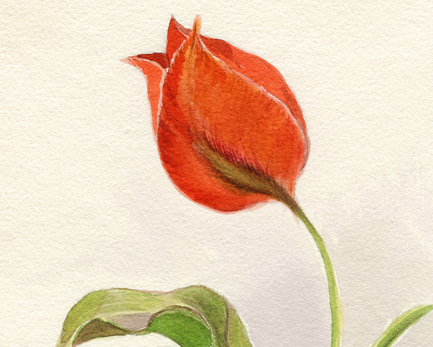 Tulip, Woodruff and Poppies | 1931
