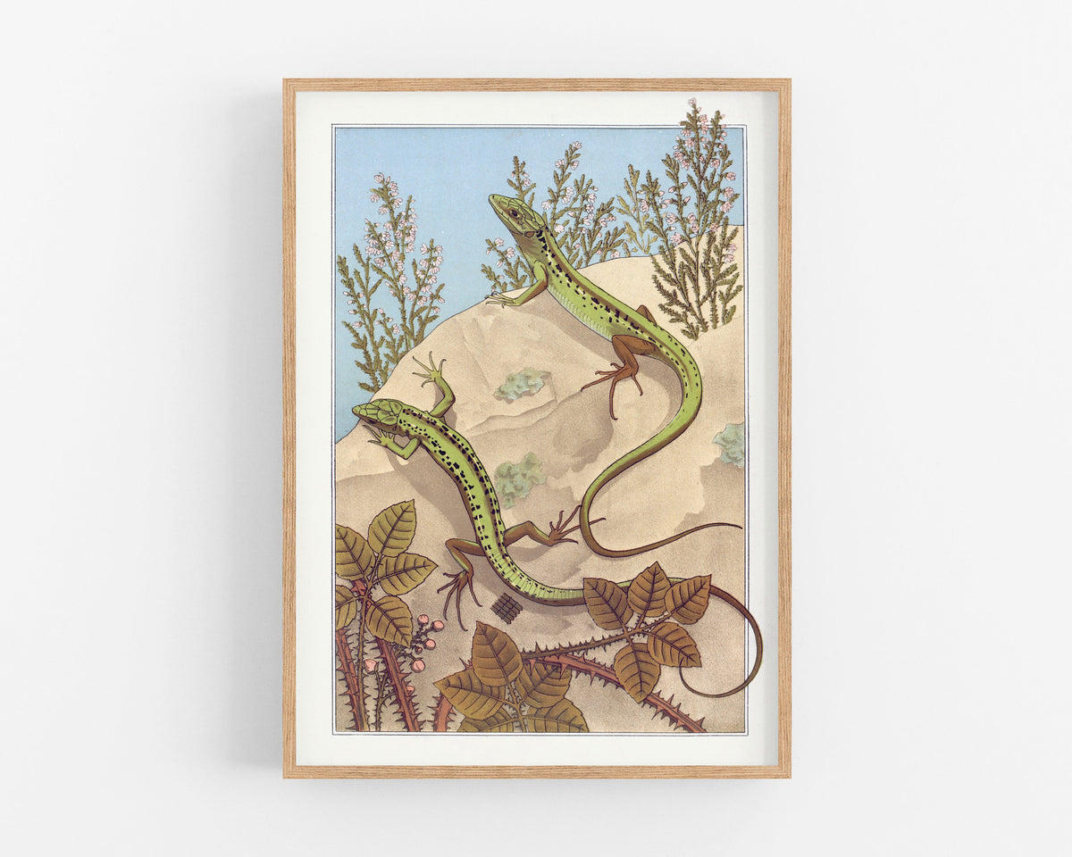 Lizard | 1897