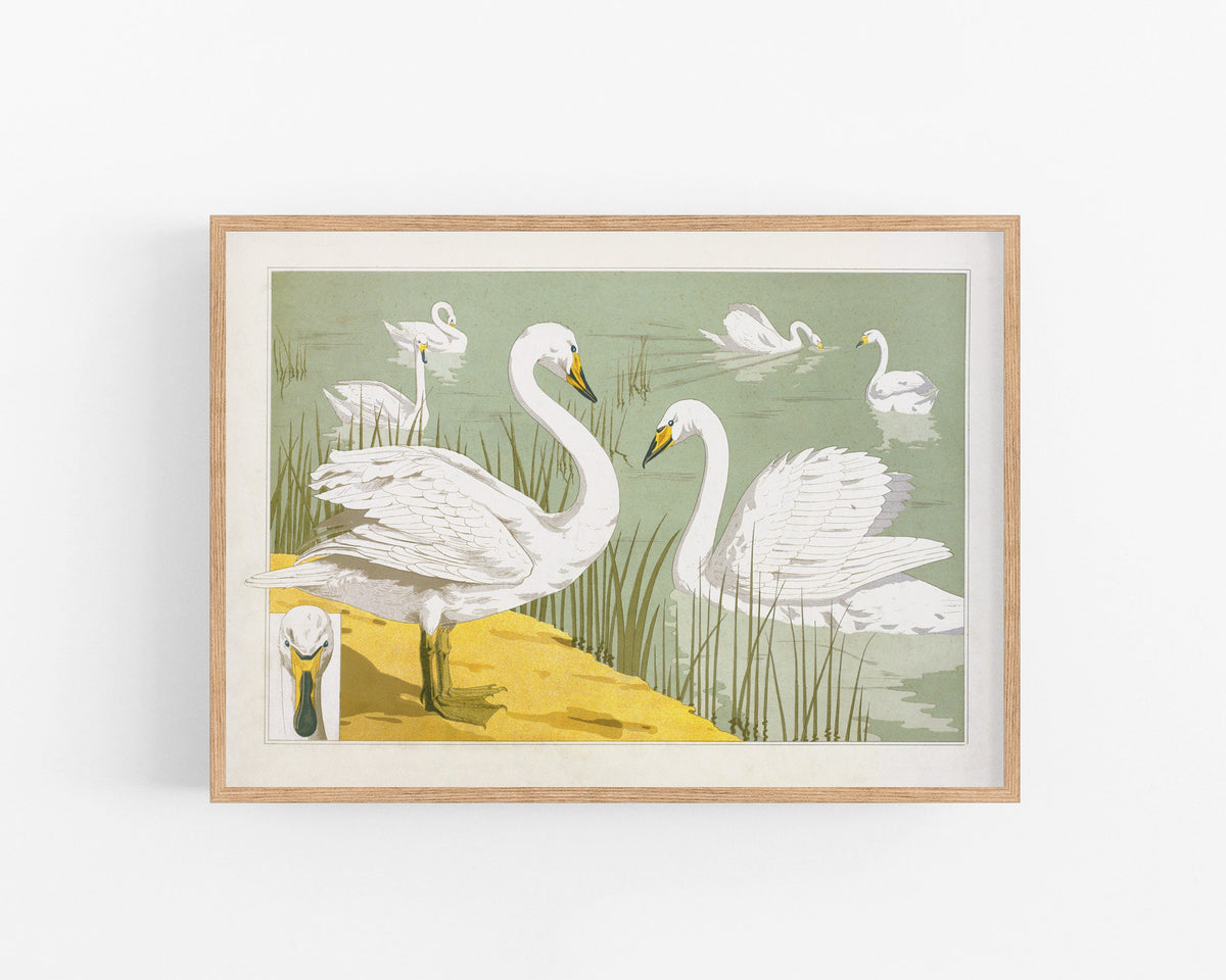 Wild Swan | 1897