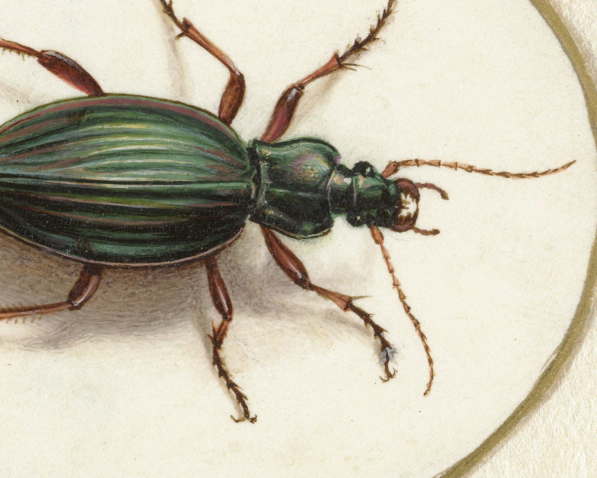 Beetle | 1690