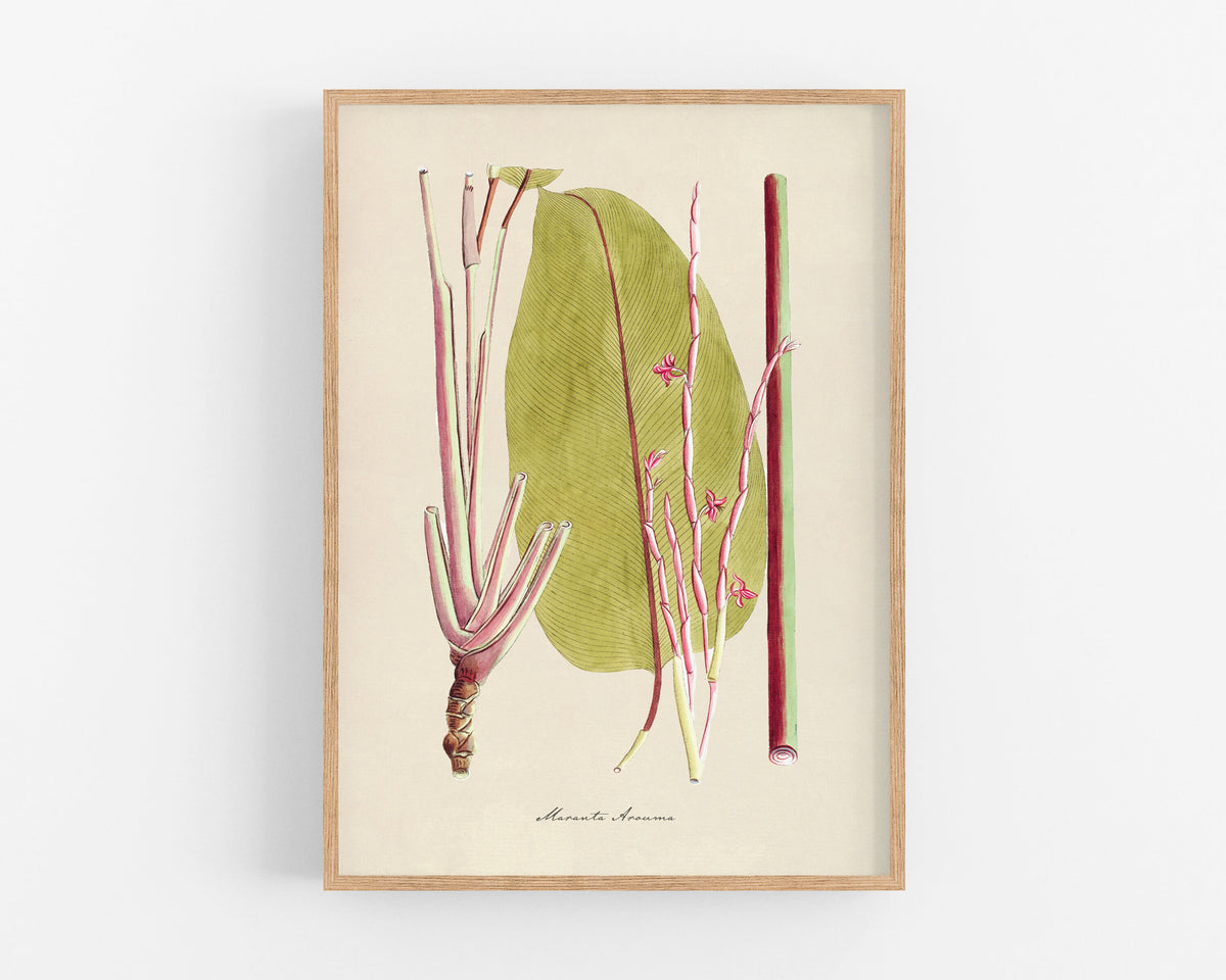 Prayer Plant | 1809