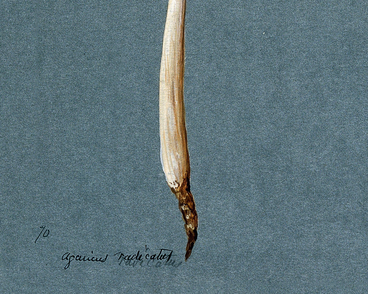 A Beautiful Fungi | 1896