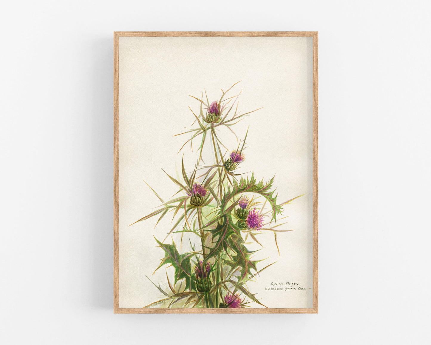 Syrian Thistle | 1931