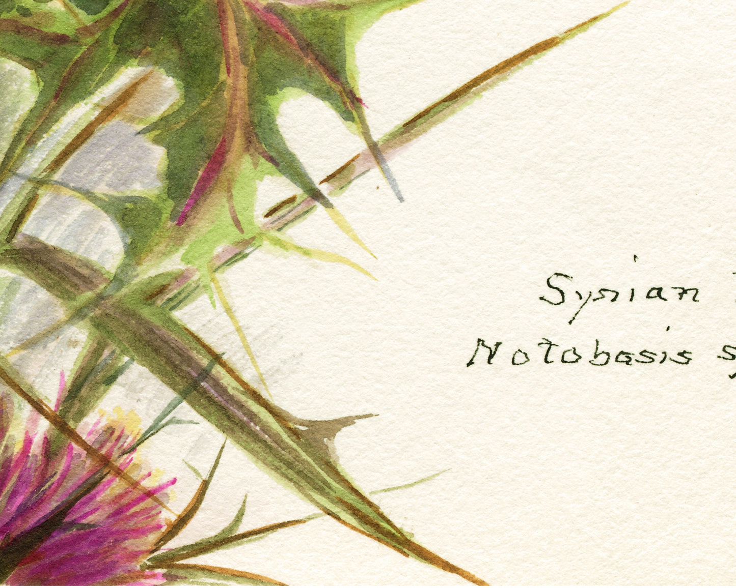 Syrian Thistle | 1931