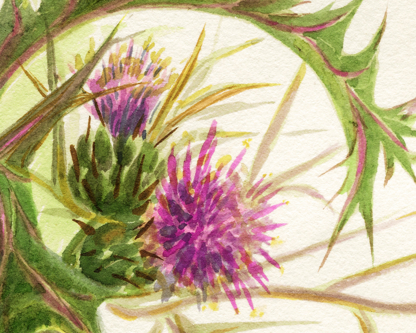 Syrian Thistle | 1931
