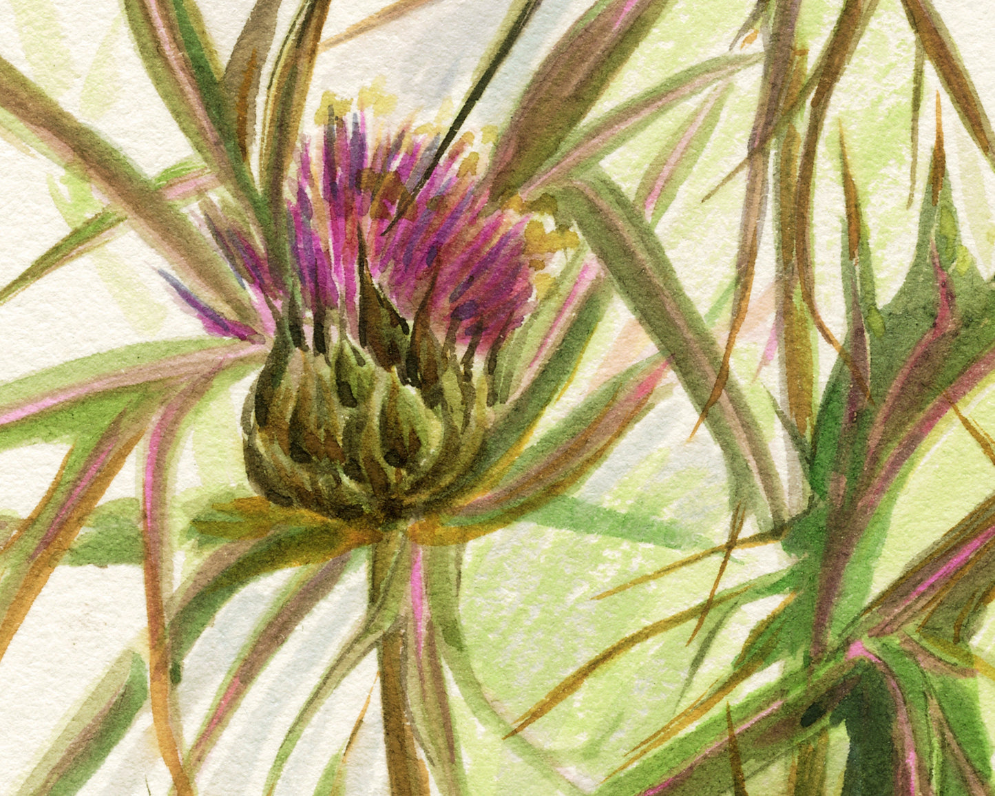 Syrian Thistle | 1931