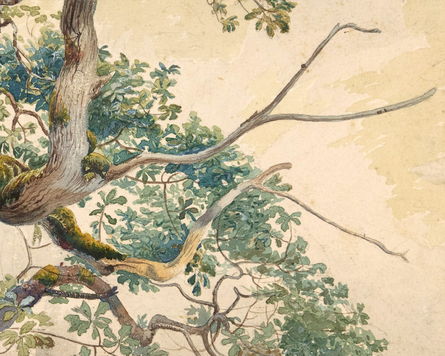 Tree Branches | 19th Century