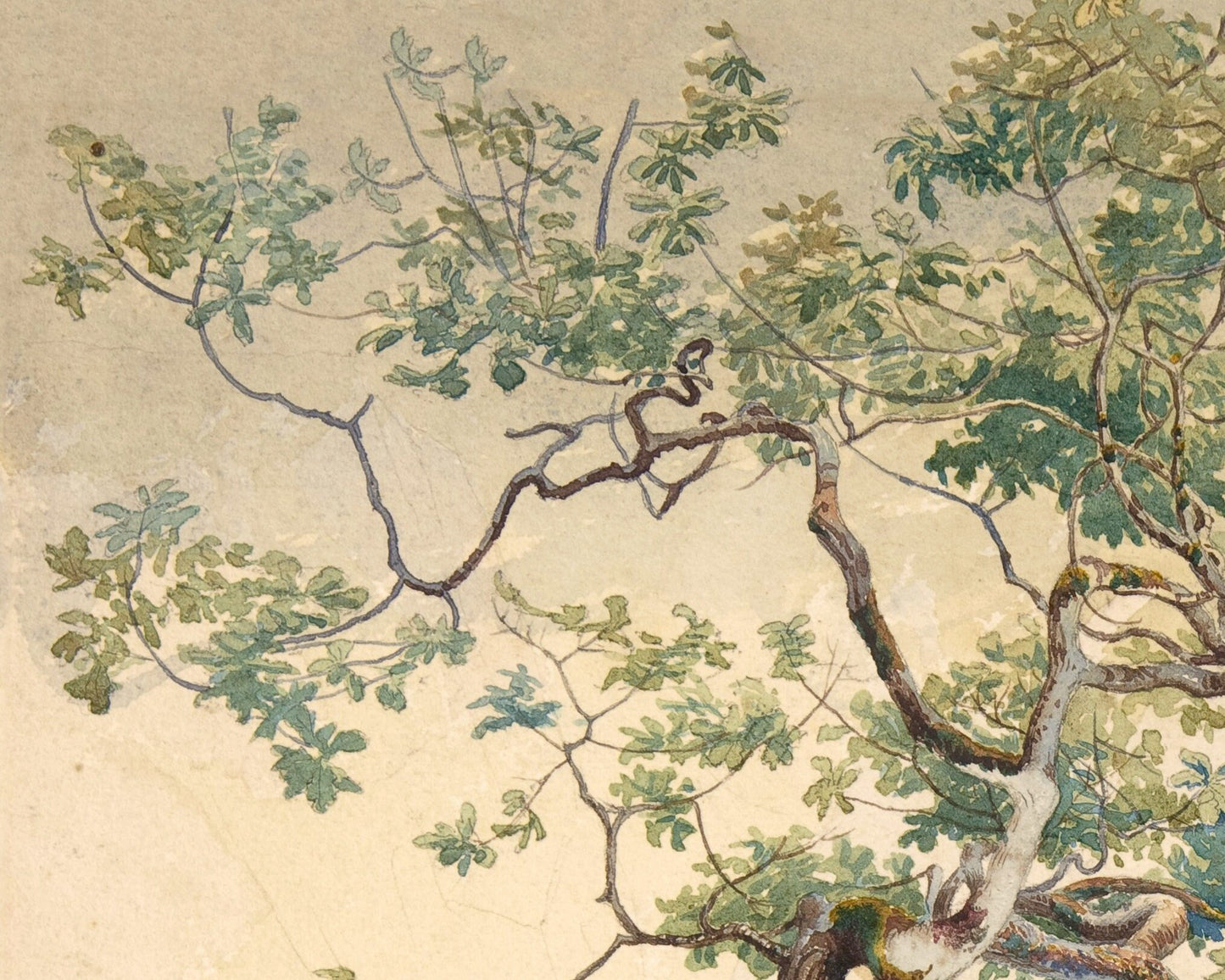 Tree Branches | 19th Century