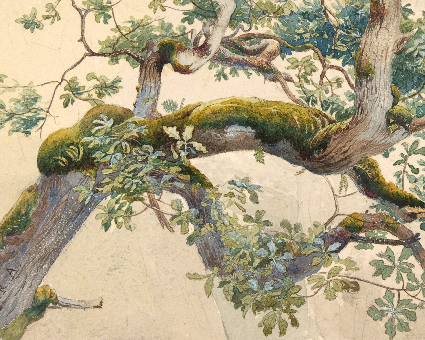 Tree Branches | 19th Century