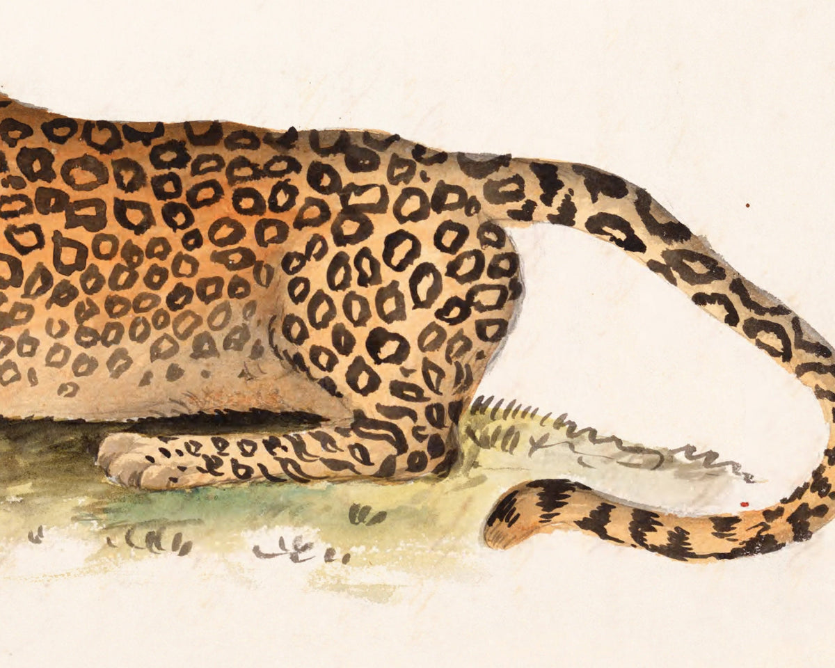 The Panther | 1810