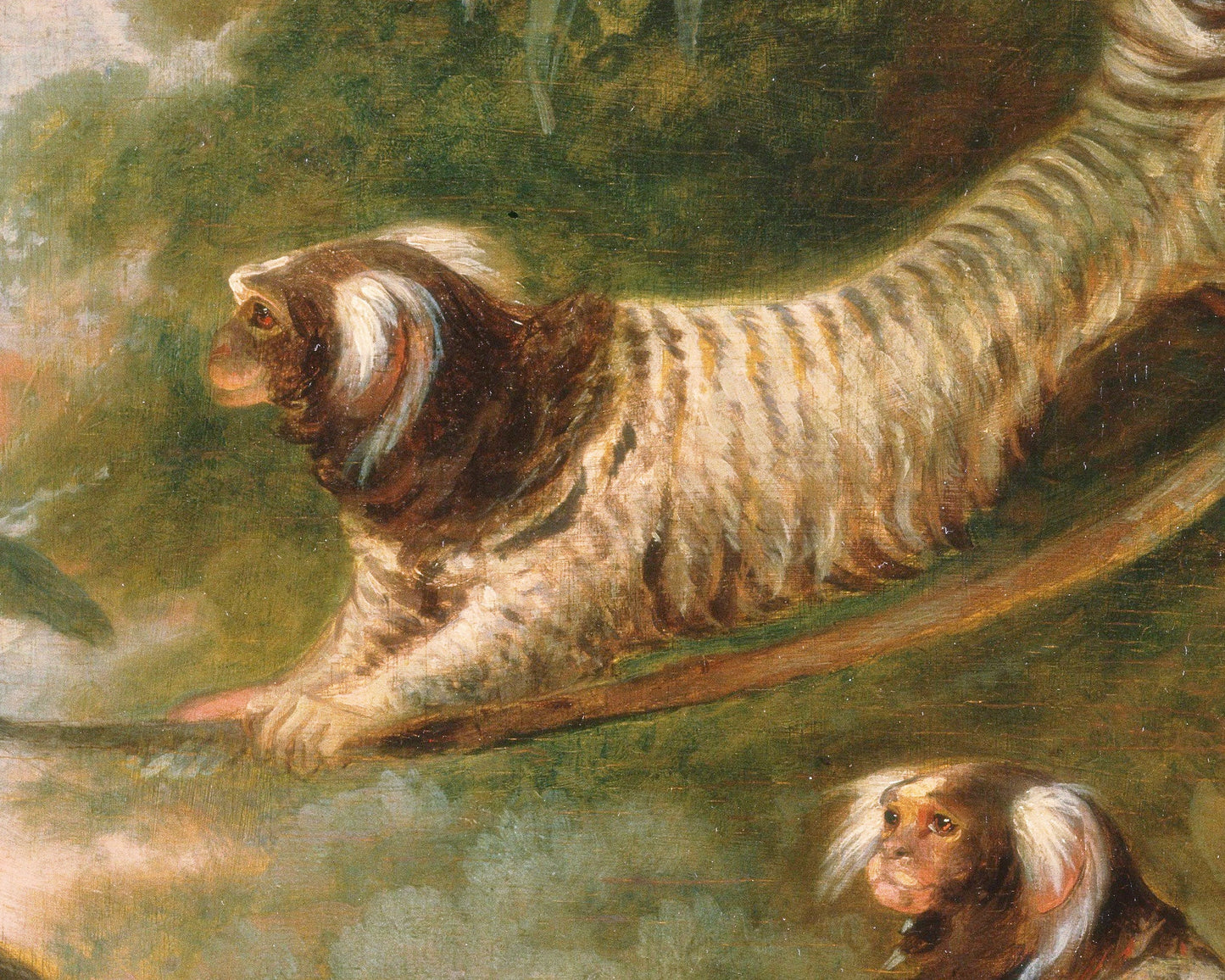 A Marmoset in 3 Attitudes | 1793