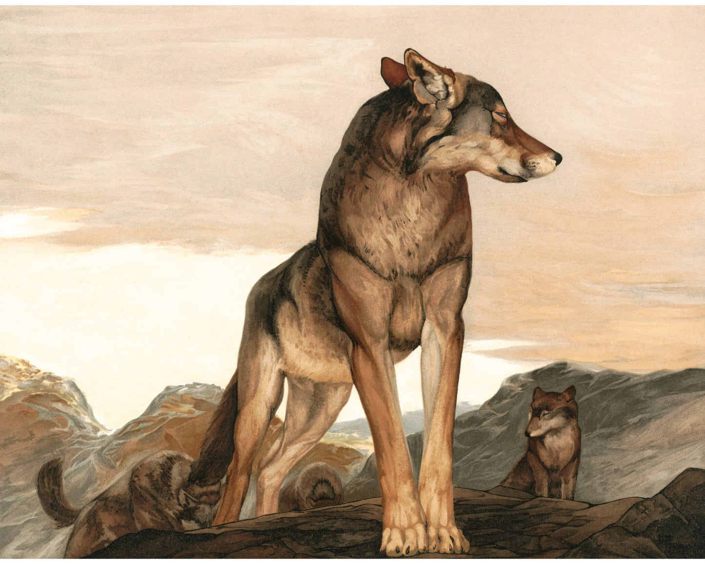 Akela Jungle Book | 1903